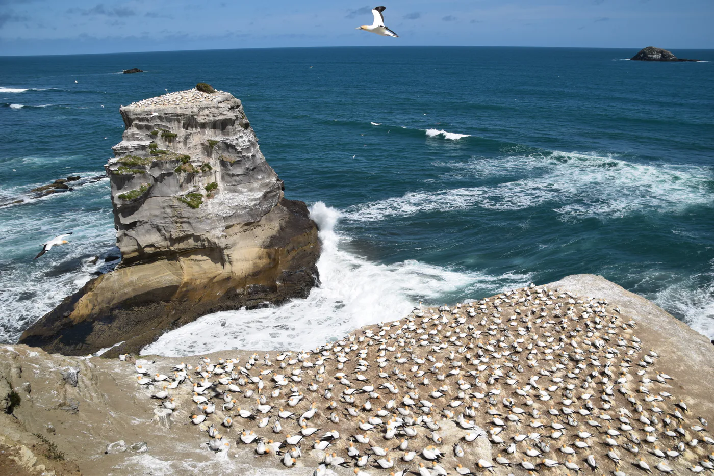 Muriwai gannet colony on Auckland's west coast